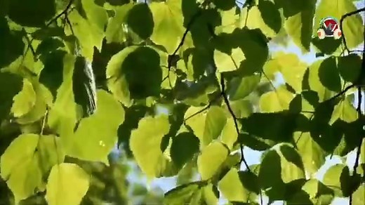 leaves rustling-sound effect_wind in trees sound effects