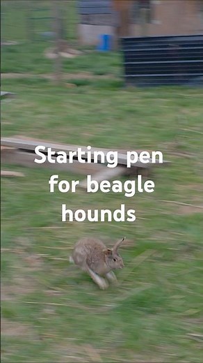 Rabbit Hound Training Grounds A Perfect Start for your Pack #howtotrackarabbit #huntingcompanion