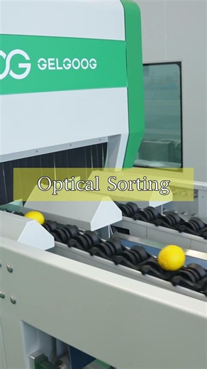 Smart Lemon Sorting Technology 🍋 | Improve Quality and Increase Profits