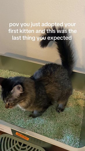 Adopting Your First Kitten: What to Expect