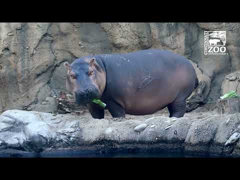 What to Expect with Fiona, Fritz and Bibi as the Hippo Family Gets Together - Cincinnati Zoo