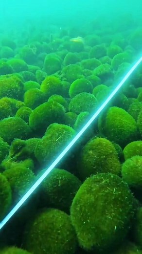 Save the biggest Marimos in the world 💚 ✨ In Lake Akan, Hokkaido, rare algae balls called Marimo (Aegagropila linnaei) roll with the waves, shaping themselves into perfect emerald spheres. ⚪ They can grow up to 30 cm wide — a size found nowhere else on Earth. 🧪 Inside, hidden layers of microbes act like a natural seal, recycling nutrients and supporting growth. ❄️ But climate change is thinning ice cover and warming waters, leaving Marimo fragile against sunlight and decay. 🎋 Protected as a S
