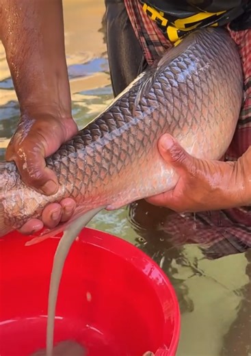 Extreme Fish Breeding on TikTok