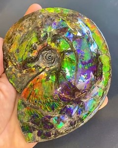Behold a 75-million-year-old masterpiece! This iridescent Canadian Ammonite fossil shines with ancient colors frozen in time. #AmmoniteFossil #AncientTreasures #GemstoneGlow #NaturalWonder #FossilFinds #Geology | Geology Page
