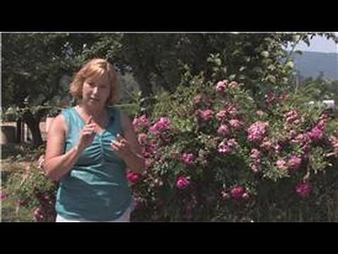 Rose Gardening : How to Grow Double Knock Out Roses