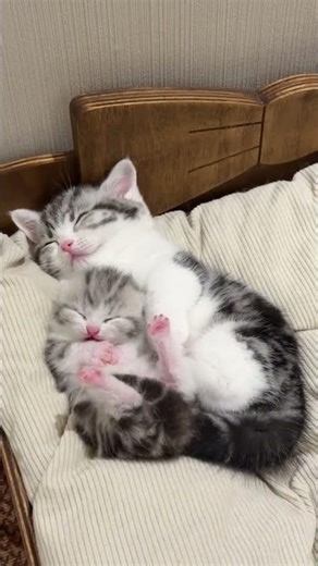 this kitten is so cute😹 #kitten #cat