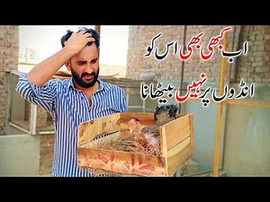 This Hen is Not Taking care Of its Eggs|| Now its Last time of Broodines