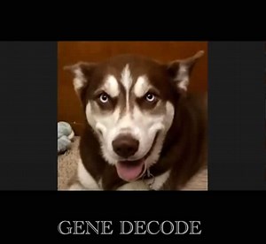 ジーン・デコード Gene Decodeさん が語る光と闇のチェスゲーム - やつろぐ