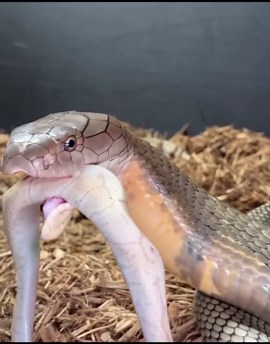 King cobra feeding observation