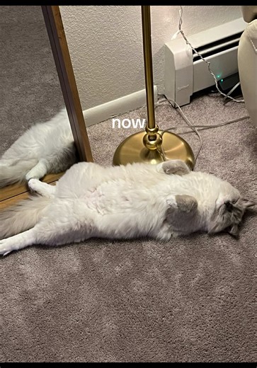 still the same baby🥺 #catsoftiktok #ragdollcat
