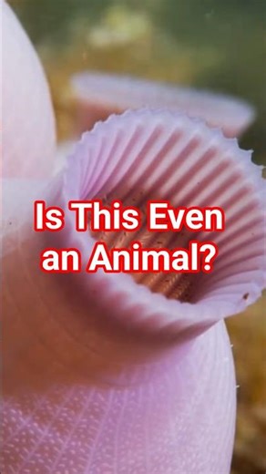 The Animal That Squirts Water #shorts #animallife #wildlife