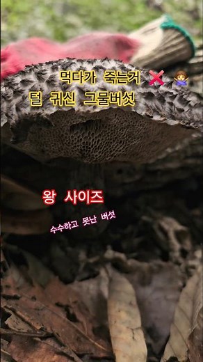 #털귀신그물버섯 #식용버섯 #버섯산행 독버섯 아니랍니다 맛난 버섯 🍄 입니다 #내가깡녀다 #시골생활