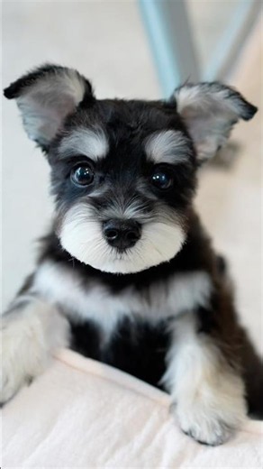 First Grooming for This Schnauzer Puppy… Then Stole Everyone’s Heart 🐶🤍