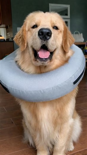 My dog and his donut day
