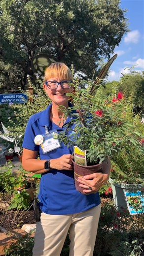 8.2K views · 510 reactions | Meet the Mexicali Fairy Duster, the ultimate pollinator magnet!  According to entomologists at Civano Nursery, this standout Mexico native attracts more pollinators than any other plant in their collection. 曆Its soft pink blooms are irresistible to bees, butterflies, and hummingbirds alike, making it a must-have for any wildlife-friendly garden! Get yours today at either location | Rainbow Gardens | Facebook