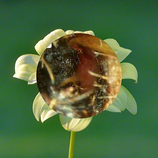 28K views · 135 reactions | Unclog the ear #12 part 9 | DAZ reels | Facebook