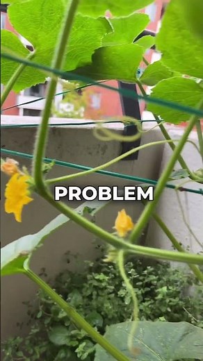 No Cucumber Only Flowers - Growing Cucumber Problem
