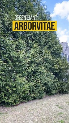 Tall Privacy Green Screen | Green Giant Arborvitae
