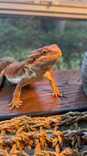 Still pet sitting Ozzie the bearded dragon. I just love him #beardeddragon #reptiles #petsitting | Little Bit Wildlife Rescue