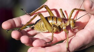 24K views · 768 reactions | Giant Weta 聯 This Insect is HUGE! | 1 Minute Animals This colossal insect, native to New Zealand, can weigh more than a small bird! And is considered one of the heaviest insects on Earth! #GiantWeta #insects #wildlife #weta #cricket | 1 Minute Animals | Facebook