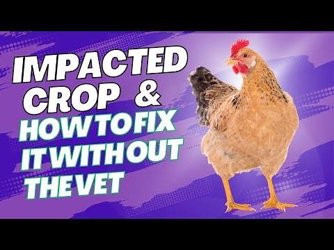 Impacted Chicken Crop and How to fix it WITHOUT a Vet