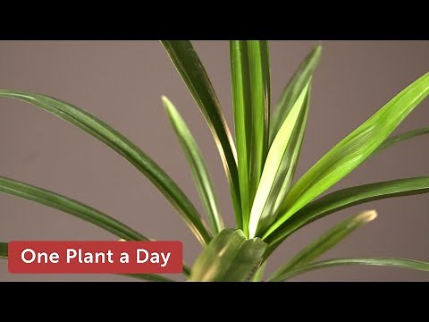 Pandanus amaryllifolius Houseplant Care — 285 of 365