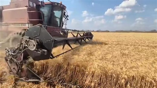 1.1K views · 466 reactions | Beautiful harvest of wheat planted in soya residue in Zambia with a Kinze precision planter. This grower produced excellent yields of 9.9 mt per hectare. Want to increase your yields? Contact us for pricing on a new Kinze planter. | Kinze-Export | Facebook