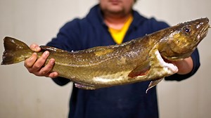 Haul of Atlantic cod, once abundant, falls to new low