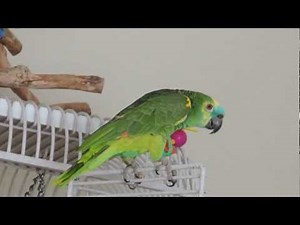 Best of Nelly Blue Fronted Amazon Parrot