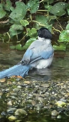 Azure-winged magpie #Birds | Review Birds News | Facebook