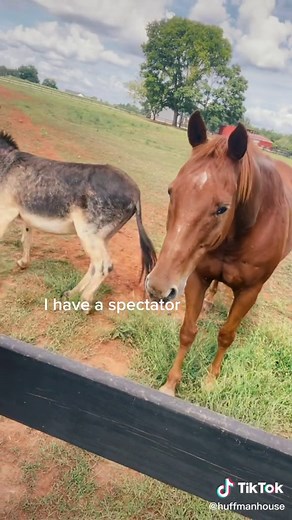 $50 Mailbox Transformation 😀 #mailbox #diy #diyproject #makeover #fall #fallflowers #diyersoftiktok #diyer