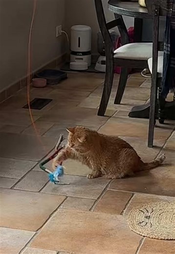 Cats Love Their New Orange Toy