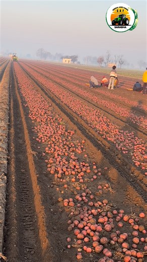 LR ✌️ | Grewal Agri Farms