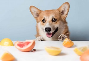 Yes! Dogs Can Eat Tangerines: 3 Things To know