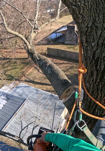 #arborist #arboristclimber #arborists #arboristlife #arboristwork #arb #climb #climbing #rope #harness #treesurgeon #treesurgery #treesurgeryuk #treework #treeworker #chainsaw #gopro #video #birch #freefall #chainsawman #cutting #fell #stihl #stihlchainsaw #climber #tree #removal #shaping #tapping #brush #pruning #stump #grinding #emergency #tree #case #jrm #treeservice #careforlife #nashville #tennessee #treeremoval #treeclimber #expert #professional #fyp #fyp #fypage #viral #usa #paratii #vira