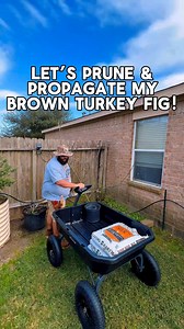 6.9K views · 41 reactions | Pruning & Propagating My Brown Turkey Fig Tree! | Texas Garden Guy | Facebook