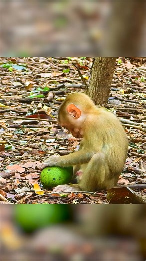 Very pitiful poor abandoned baby monkey | Monkey Magic | Facebook