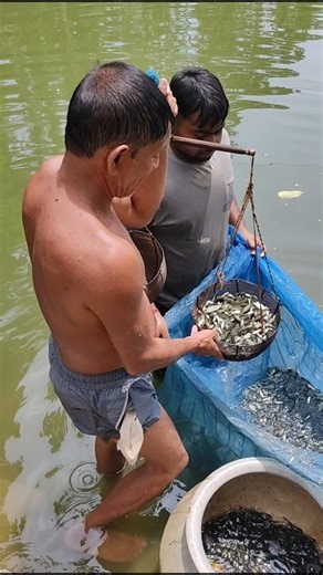 Fish seed Supplier #shorts #shortvideo #youtubeshorts