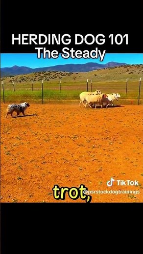 The Steady Explained