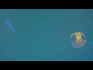 Leidy's Comb Jelly