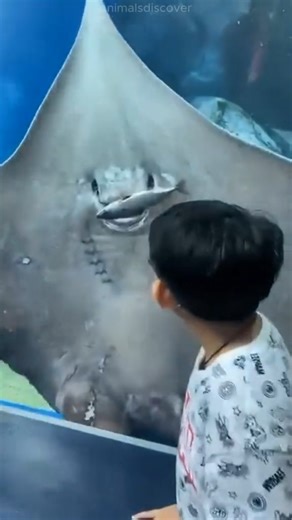 The stingray’s impossible move. #stingray #ocean #wildlife | About animals