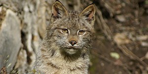 Watching the World’s Smallest Rabbit, and Lynx Extirpation in Wyoming