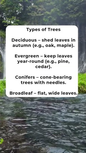 Know About Tree‪@knowledgeforvalue‬