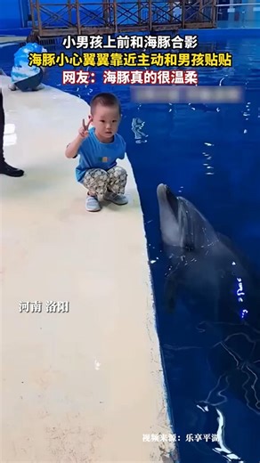 🇨🇳 小男孩上前和海豚合影 🇬🇧 Young Boy Approaches for a Photo with a Dolphin