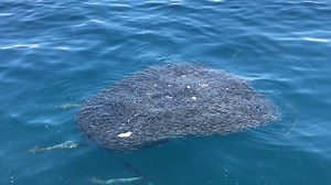 224K views · 1.5K reactions | Check this out! Scotty Hillier managed to grab this footage of a school of Spotted Mackerel hammering a bait ball! Amazing! | BCF - Boating, Camping, Fishing | Facebook
