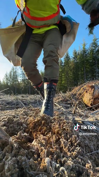 The Art of Tree Planting: Tips for a Successful Planting Process