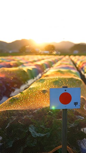 🇯🇵 Japan isn’t killing pests — it’s outsmarting them. No chemicals. Just light, color, and science. Sometimes the smartest weapon… is perception. #UnboxFactory #JapanInnovation #SustainableFarming #NaturalPestControl #AgriTech #EcoAgriculture #PesticideFree #FutureOfFood #GreenFarming #NatureBasedSolutions | Engineering Post