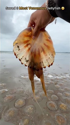 Rescue mission: Over 2+ jellyfish safely returned to their home 🥺