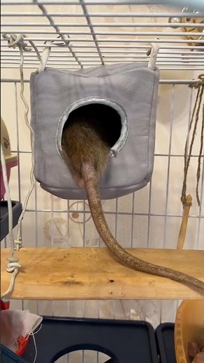 Winnie the Pooh the Rat. #rats #funnyanimals