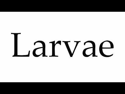 How to Pronounce Larvae